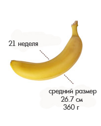 21 неделя банан.jpg